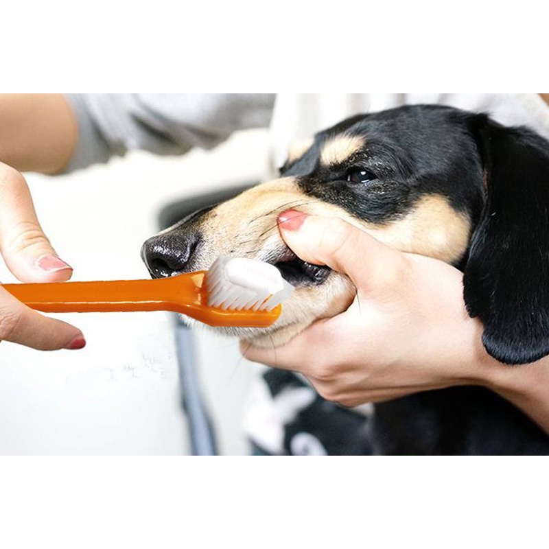 Bộ kem đánh răng dành cho chó mèo gồm kem đánh răng kèm 2 bàn chải dễ dàng sử dụng, giúp vệ sinh răng miêng cho thú cưng