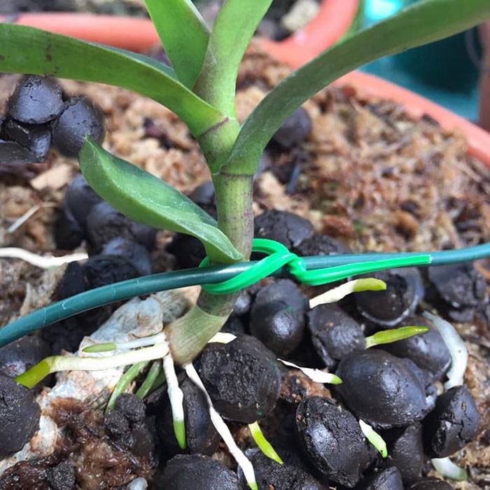 Phân Trùn Quế Viên Hạt Mận Bổ Sung Nấm Trichoderma, Bột Tinh Giun