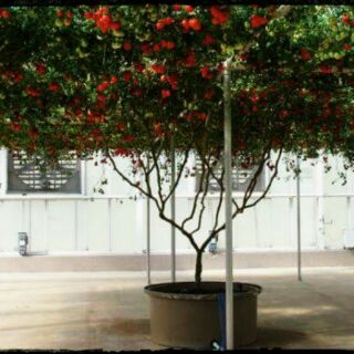 Hạt giống cà chua thân gỗ loại đặc biệt bán theo hạt/100k