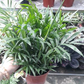🍓 Cau tiểu trâm (chậu to)🍓