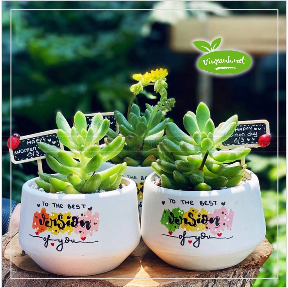 Chậu để bàn đường kính 6cm 9cm 12cm