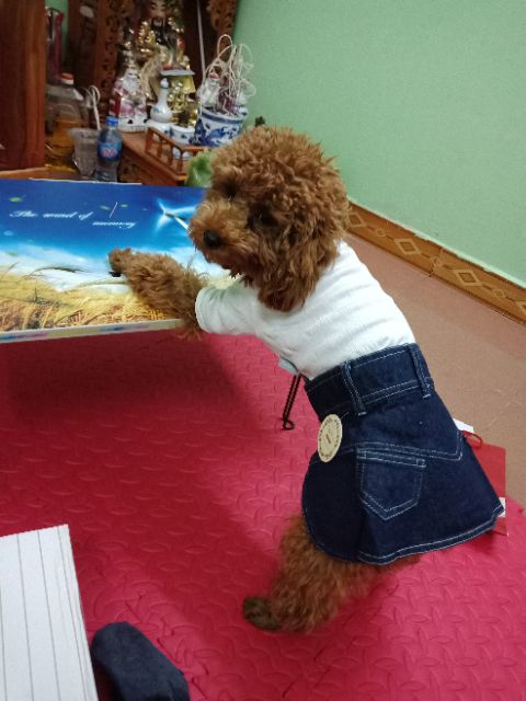 Chân váy bò cho cún