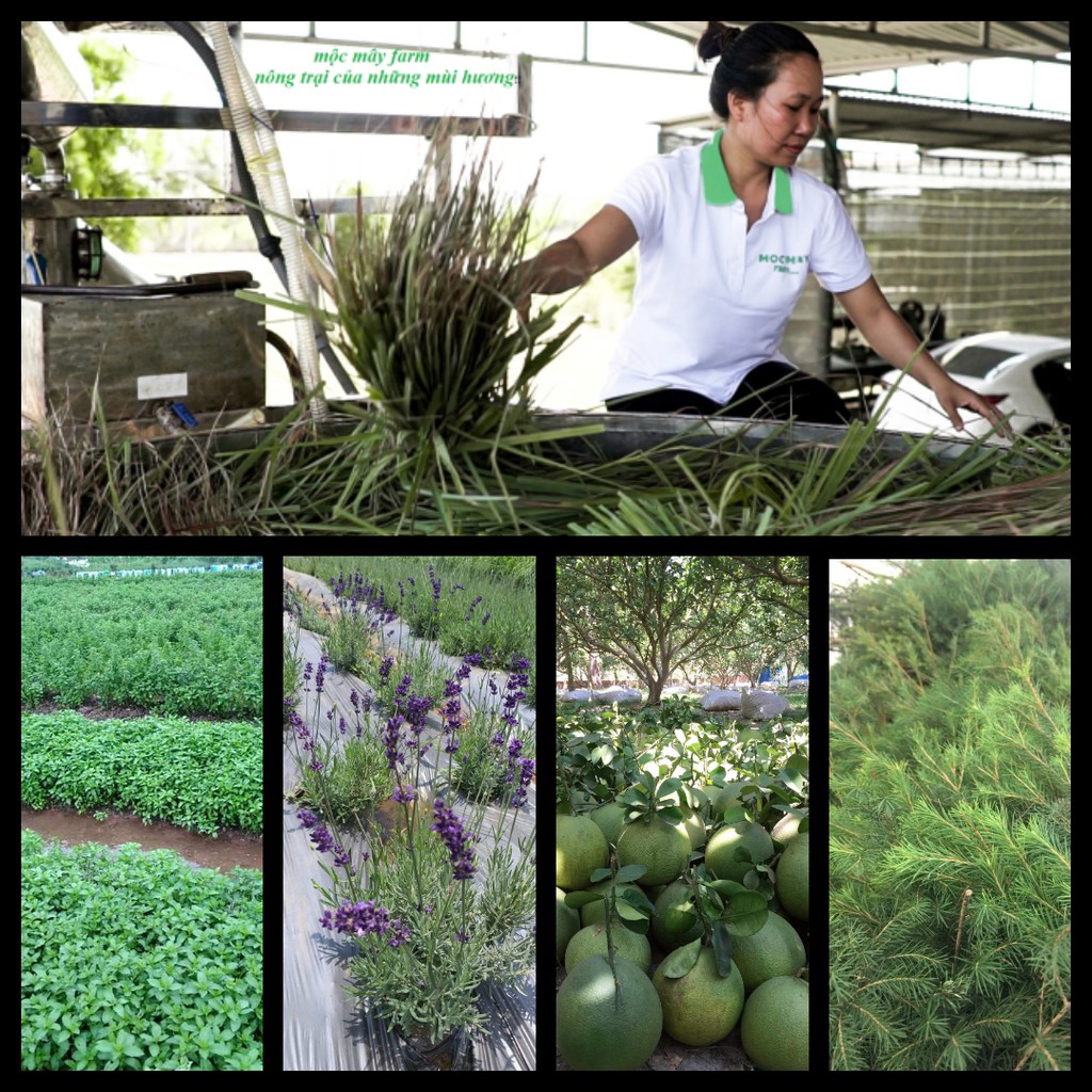 Tinh dầu thiên nhiên treo xe Sả Chanh/ Bạc Hà/ Quế/ lavender/ Bưởi/ Cam/ hoa lài/ quýt/ tràm trà/ hương nhu/ hương thảo