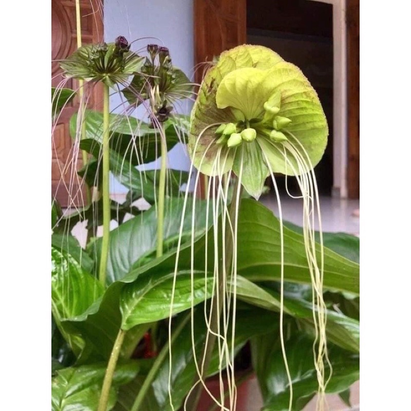 Hoa Lan râu hùm sỉ 7k