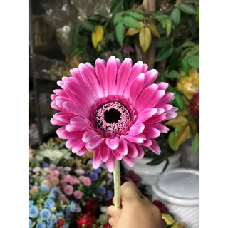 Hoa đồng tiền chuẩn Thái
