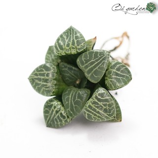 Sen đá kim cương Haworthia Comptopiana 'Suisho' cây thuần (kèm chậu)
