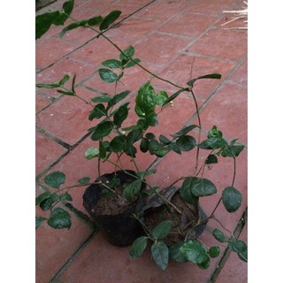hoa nhài ta lài thơm