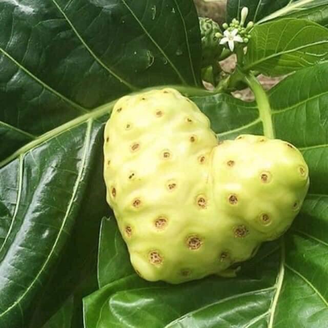 NHÀU NONI - PHONG THẢO