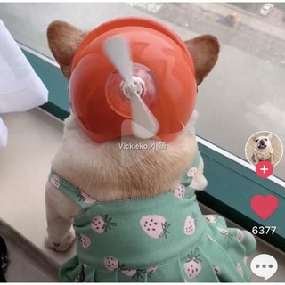 Mũ Bảo Hiểm Cho Thú Cưng