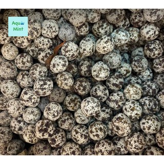 Sứ Bi Muối Tiêu 100Gr