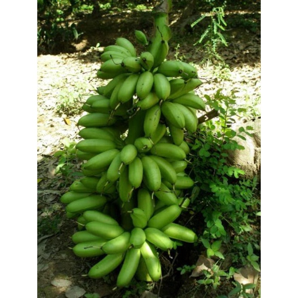 Cây giống chuối cau