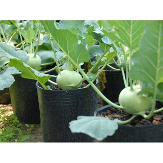 Hạt giống Su hào xanh- 1gr