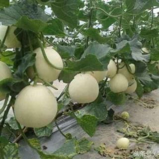 Hạt giống dưa lê trắng siêu ngọt Đài Loan