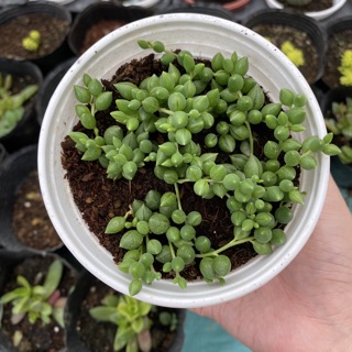 Sen đá giọt nước dài