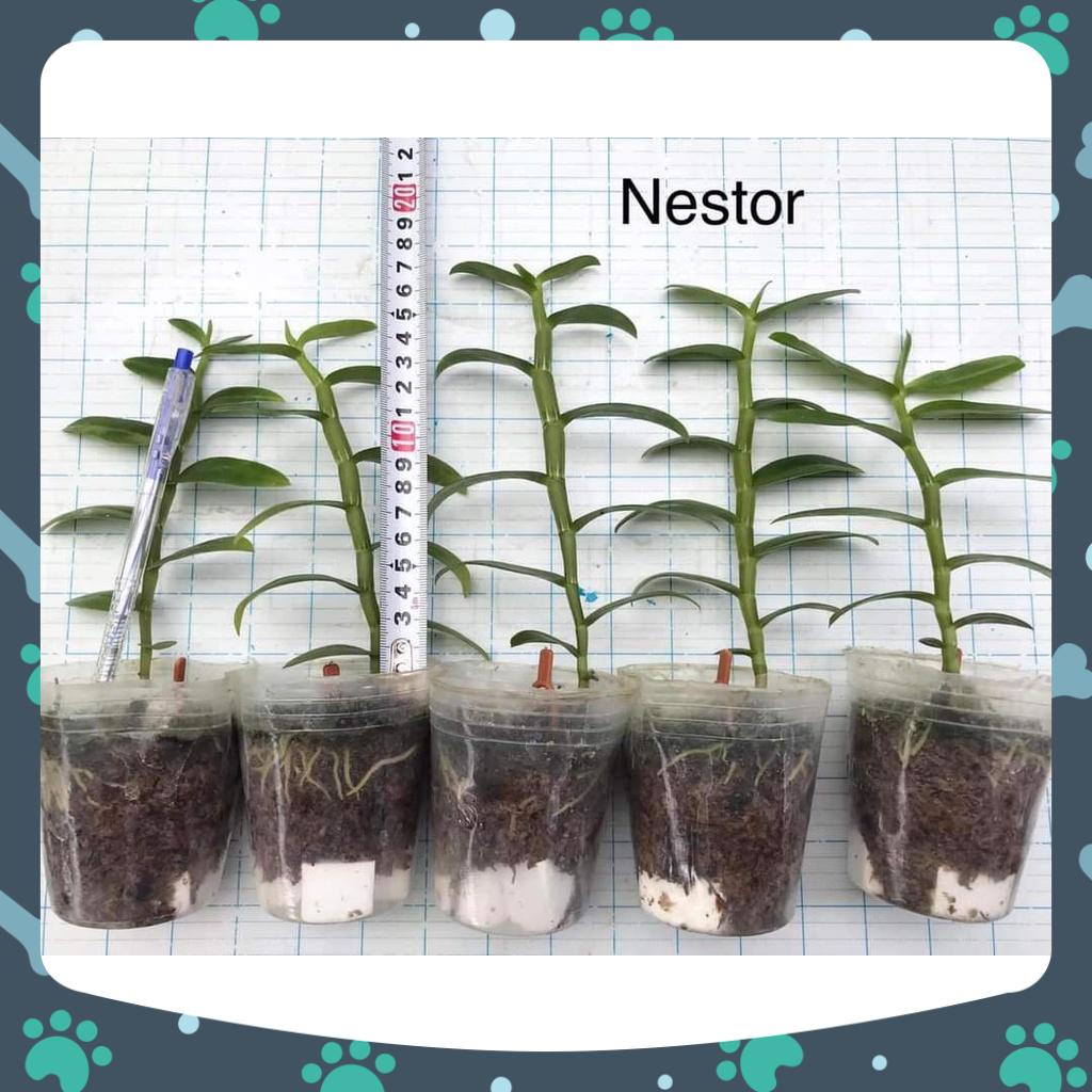 [Có bảo hành] trầm nestor hoa chớp hồng cao 10-15 cm hàng ươm kie rất đẹp