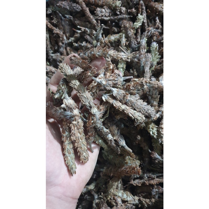 HẠ KHÔ THẢO size trung (giá /1kg theo số lượng)