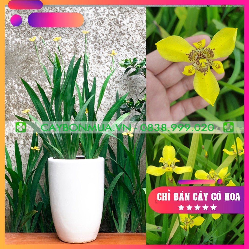 [CỰC HOT] Cây Lan Rẻ Quạt [Hoa đẹp quanh năm], bịch đen cao 40-60cm, hướng dẫn chăm sóc đến khi có hoa.