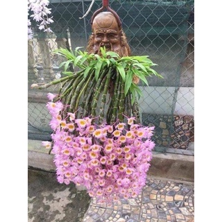 Hoa lan long tu chơi tết 1 khóm)