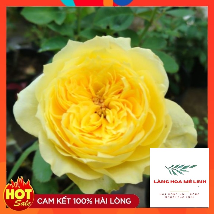 Hoa Hồng Bụi Catalina [MÀU VÀNG CHANH] tuyệt đẹp,hương thơm mộc dược, hoa lâu tàn⭐⭐