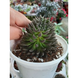 Bộ 02 Cây sen đá cỡ trung