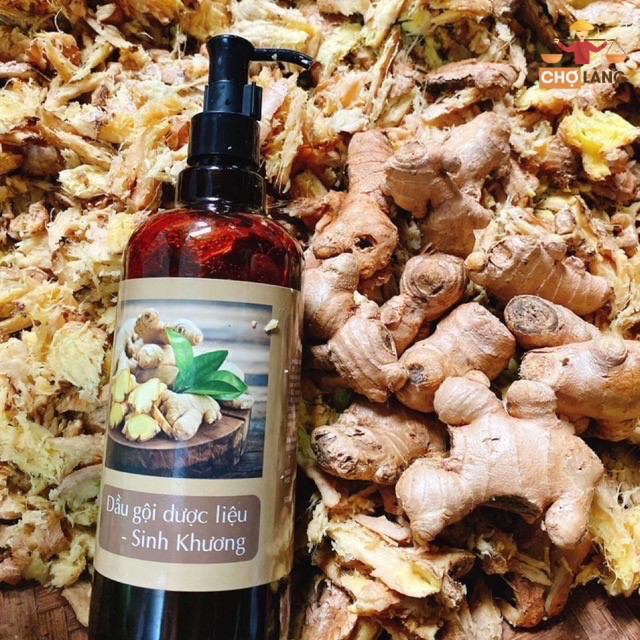Dầu Gội Gừng Tươi [Nguyên Chất Nhà Làm]