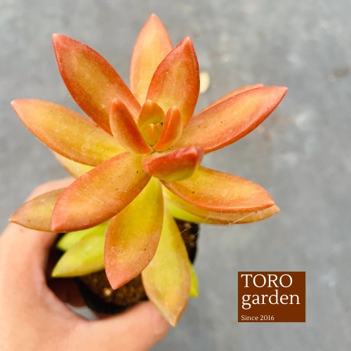 Sen đá đá cam Đà Lạt size bé cây cảnh trang trí nhà cửa Toro garden