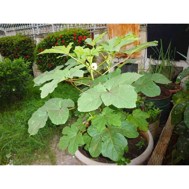 Hạt giống đậu bắp xanh