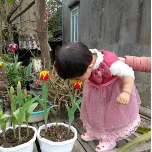 CỦ HOA TULIP NHẬP JAN DE WIT HÀ LAN