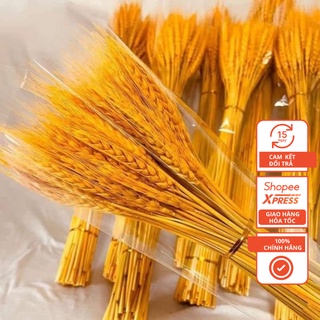 Bông Lúa Mạch Trang Trí (Bó 100 Bông)
