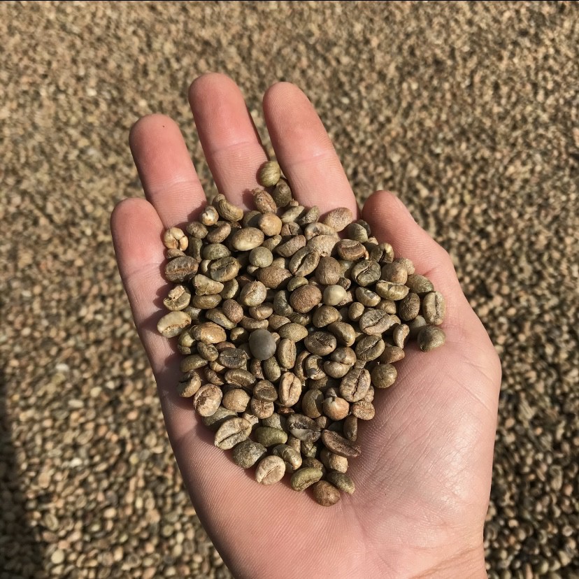 (Đặc Sản CưMgar DakLak-Vị Nếm Chuẩn) 1 kg cà phê robusta rang mộc hoàn toàn cam kết 100% nguyên chất