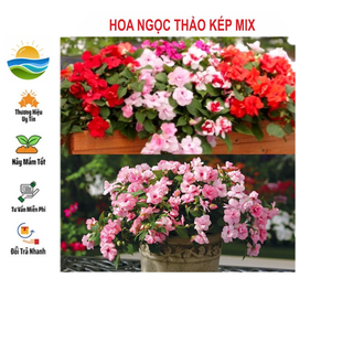Hạt giống hoa ngọc thảo kép mix 20 hạt