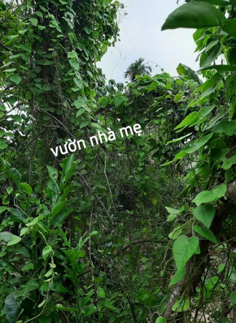 Hạt cây sương sâm lông tặng kích rễ