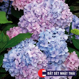 KHUÔN HOA TÚ CẦU 4 CÁNH - DẠY LÀM HOA ĐẤT SÉT NHẬT BẢN, HOA ĐƯỜNG, XÔI HOA ĐẬU