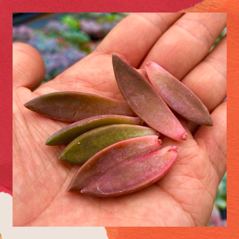 COMBO 5 MẦM SEN ĐÁ ĐÁ ĐỎ HƯ 1 ĐỔI 1 SIÊU CUTE