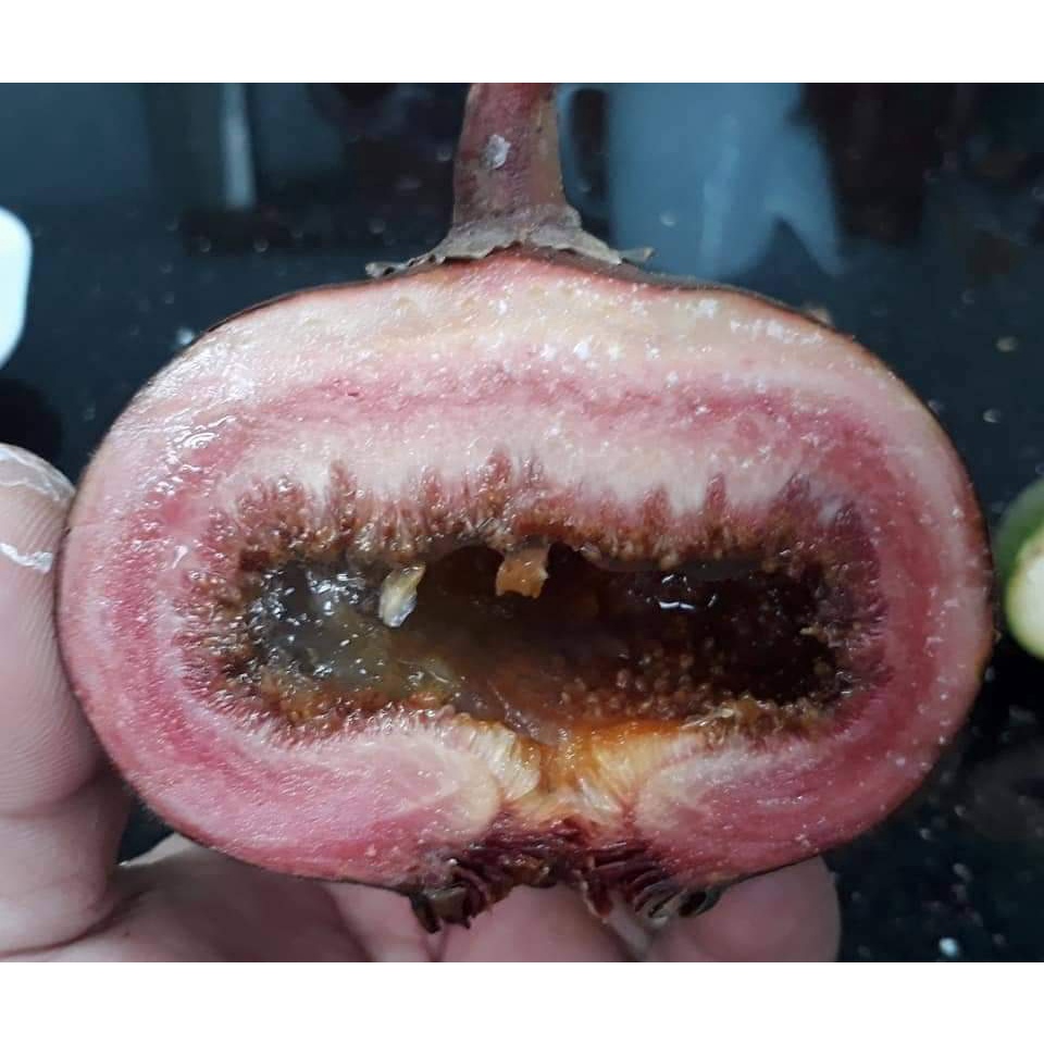 Cây Giống Chuẩn Cây Vả Mật