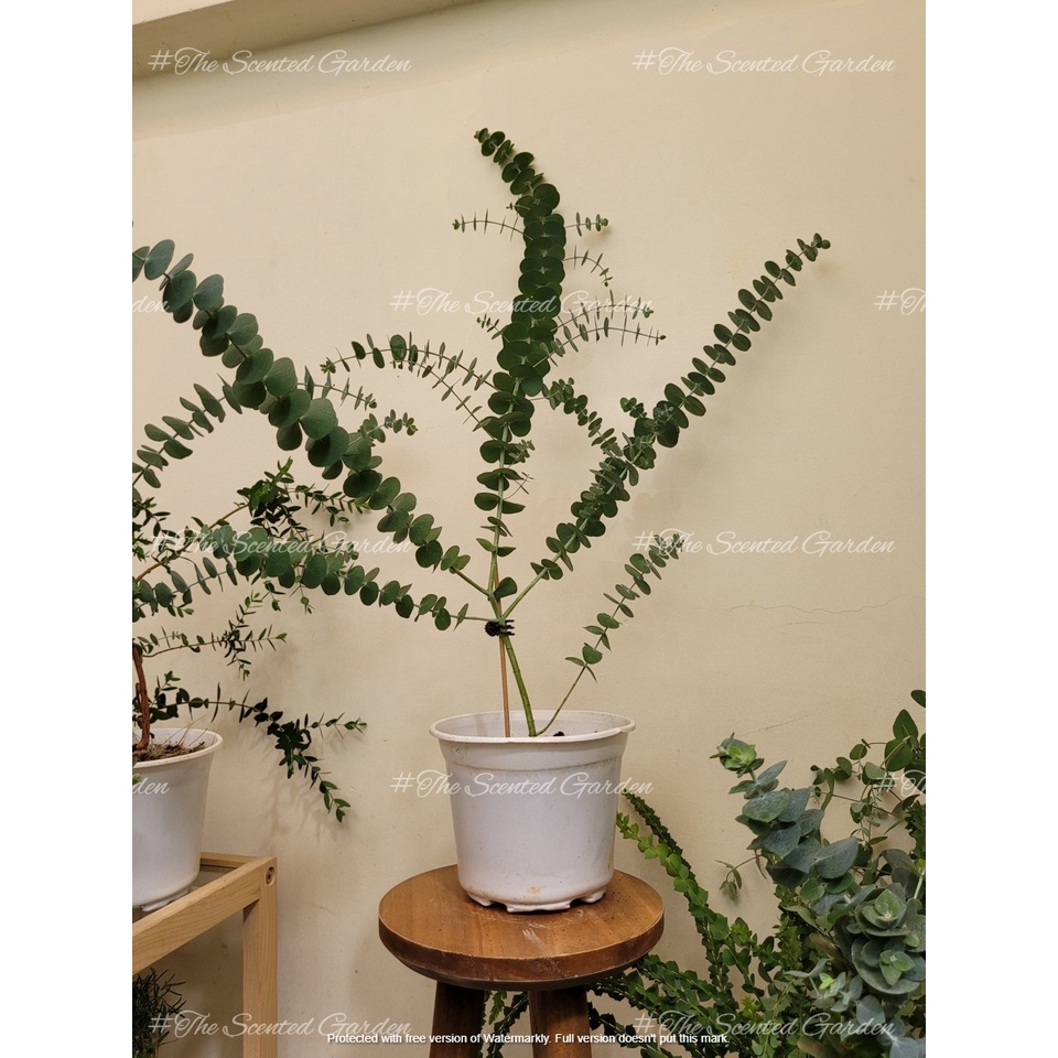 Cây Khuynh Diệp Lá Bạc - Baby Blue Eucalyptus