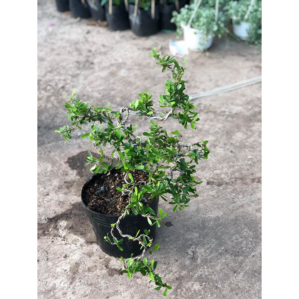 Cây linh sam bonsai cây khỏe mạnh dễ chăm hoa quanh năm