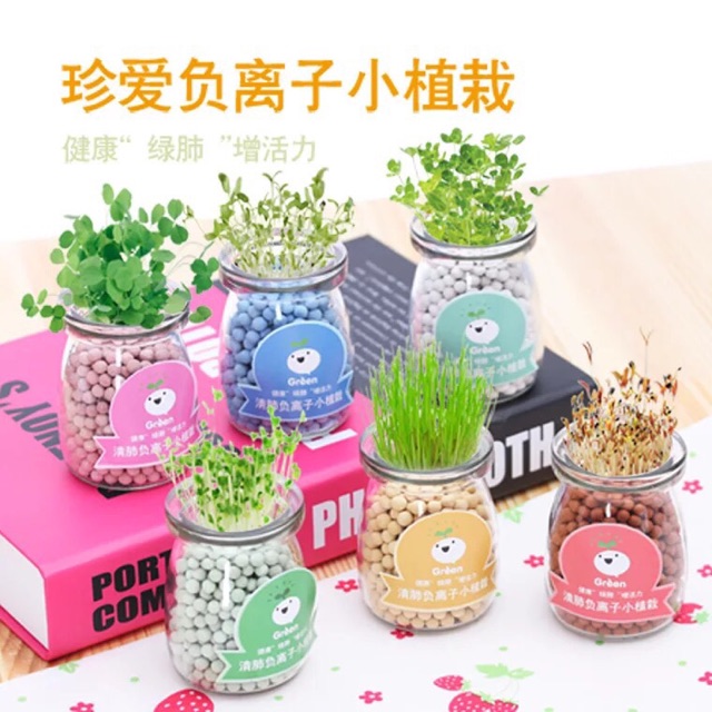 Cây mini để bàn