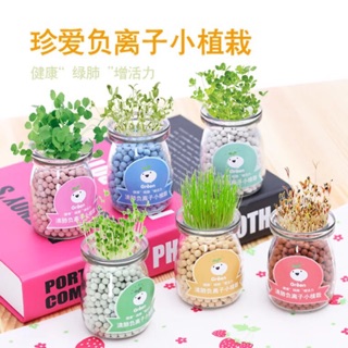 Cây mini để bàn