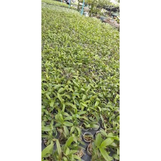 Hoa lan giả hạc ám