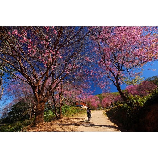 Cây mai anh đào - THẾ GIỚI HOA CÂY CẢNH - cao 60cm .