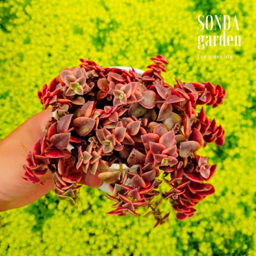 Sen đá sedum vảy rồng SONDA GARDEN size trung bình 10cm, cây cảnh trang trí nhà cửa, lỗi 1 đổi 1