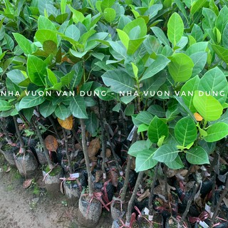 Cây giống mít ruột đỏ (ảnh thật cây giống tại vườn)