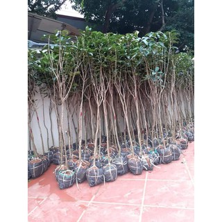 Cây hoa mộc hương ta giá rẻ