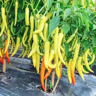 Hạt giống ớt sừng (gói 60 hạt, tặng kèm phân)