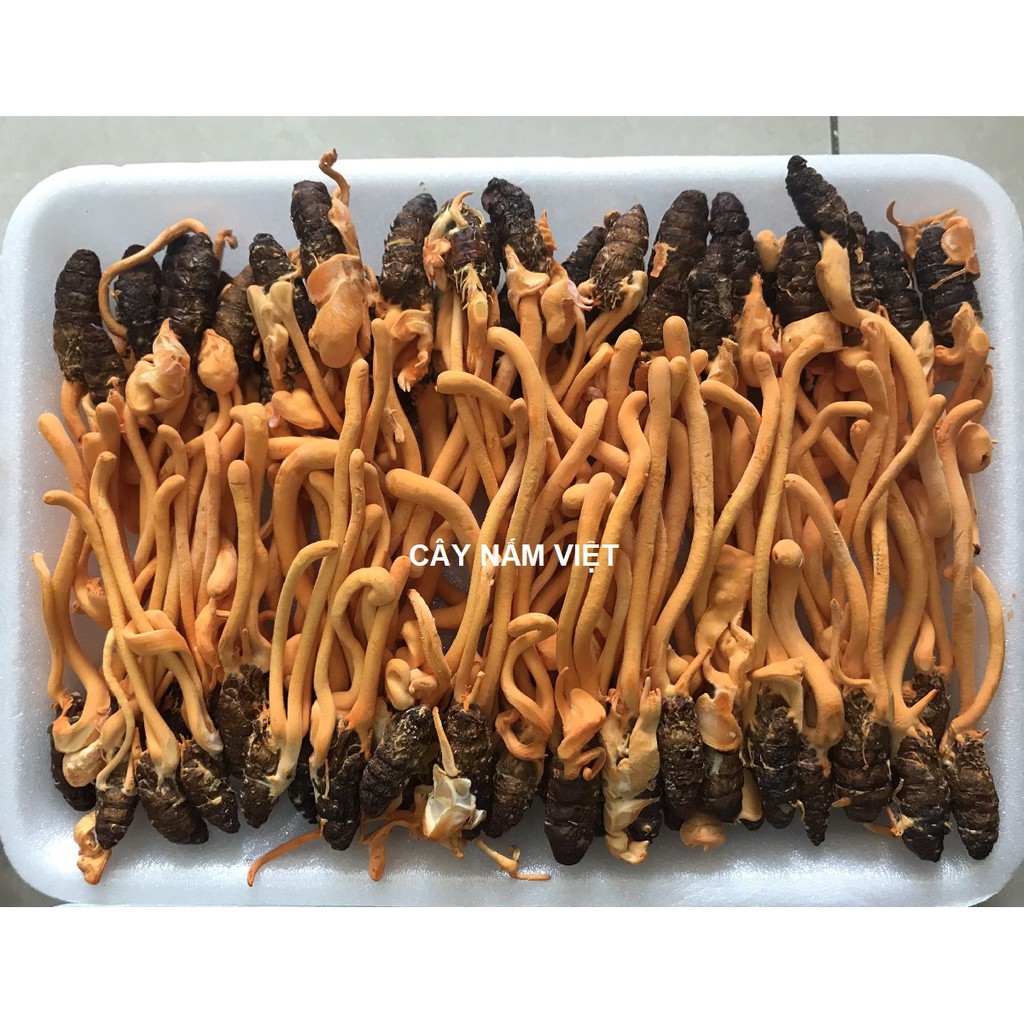 Đông Trùng Hạ Thảo ký chủ Nhộng tằm sấy Thăng Hoa | BigBuy360 - bigbuy360.vn