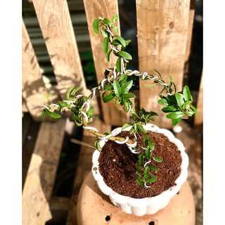 Chậu Bonsai cây ổi sẽ Bonsai mini