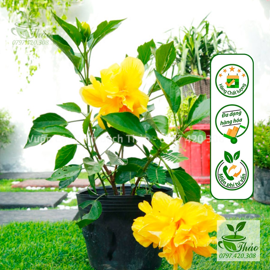 Cây bông bụt, râm bụp Thái kép hoa đẹp - Cây Hoa Việt