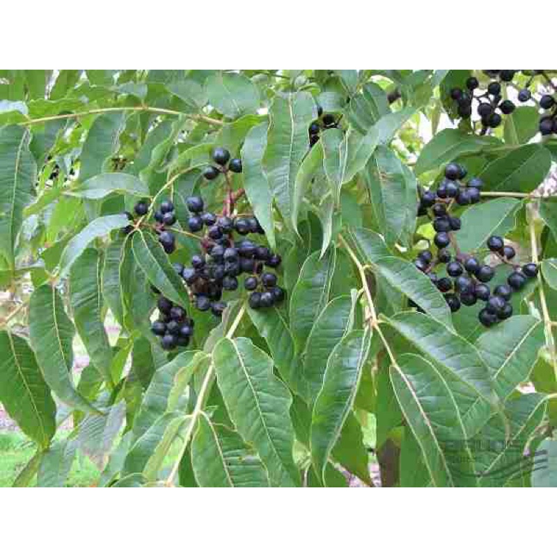 Kem bôi Mình Hùng