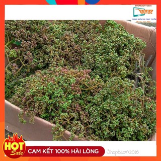 200g hạt mắc khén rừng Thượng Hạng